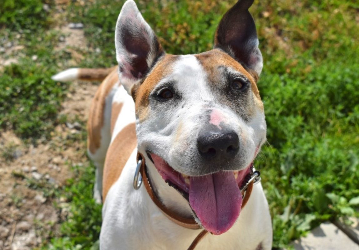 Pouchka - Chien Bull Terrier à adopter - photo 5