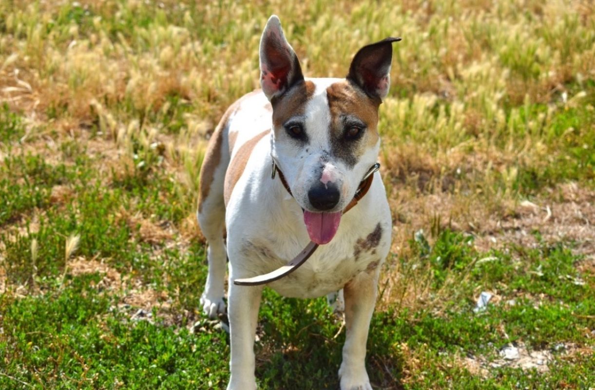 Pouchka - Chien Bull Terrier à adopter - photo 6
