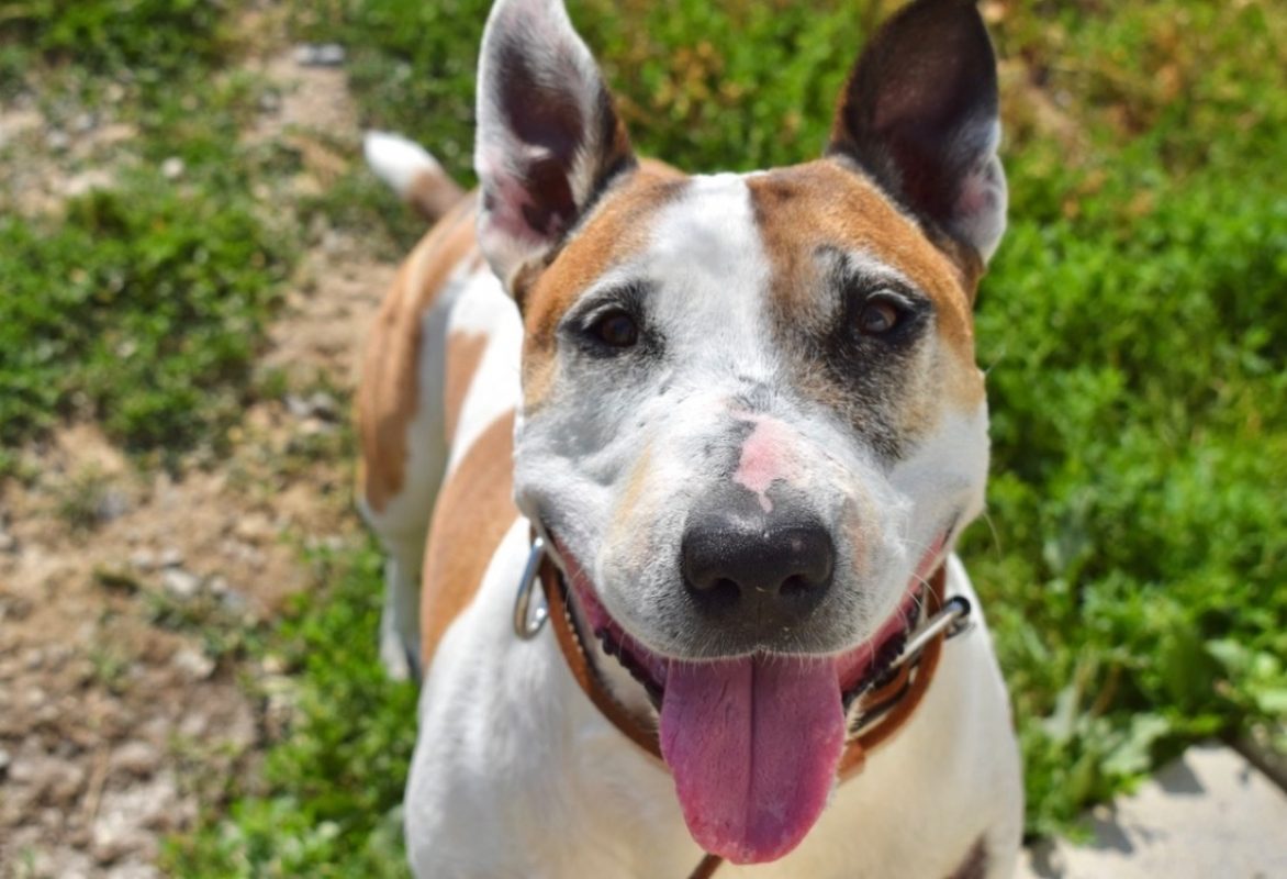 Pouchka - Chien Bull Terrier à adopter - photo 7