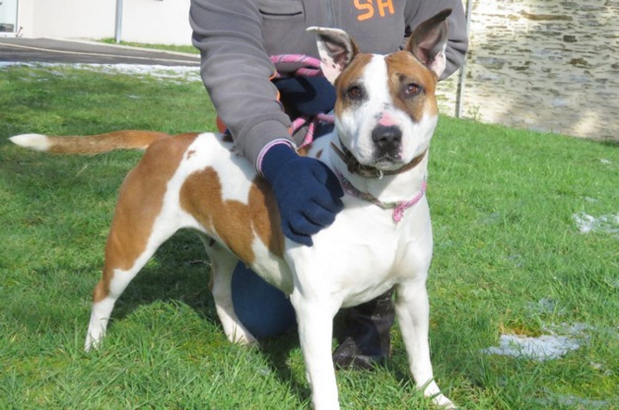 Pouchka - Chien Bull Terrier à adopter - photo 8