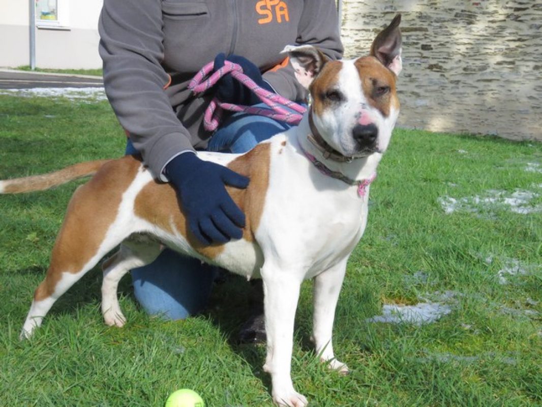 Pouchka - Chien Bull Terrier à adopter - photo 9