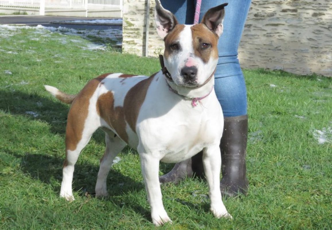 Pouchka - Chien Bull Terrier à adopter - photo 10