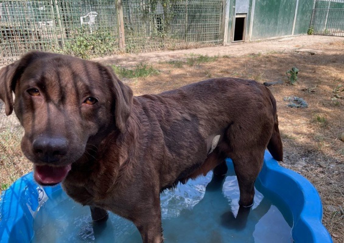 Oseille - Chien à adopter - photo 2