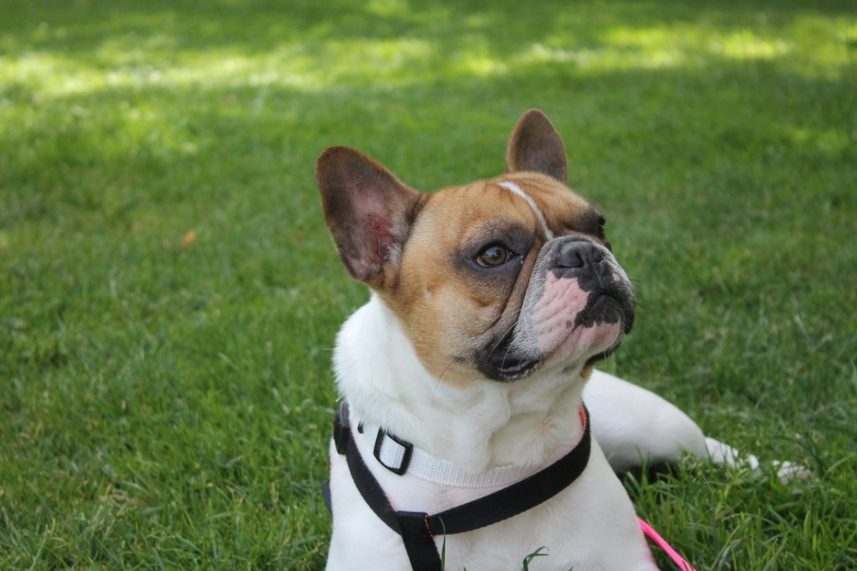 Photo #8 de Jasper