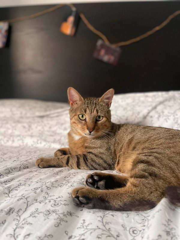 Macchiato - Chat à adopter