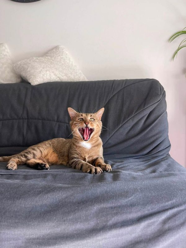 Macchiato - Chat à adopter - photo 8