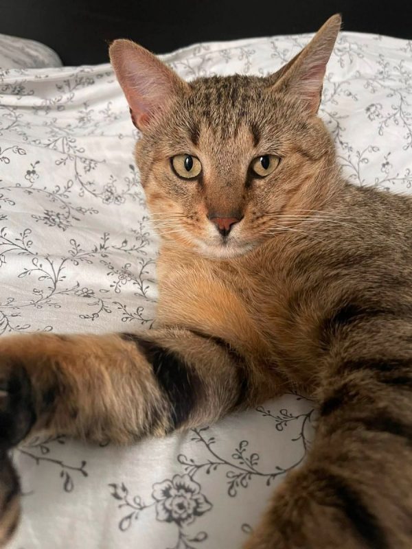 Macchiato - Chat à adopter - photo 2