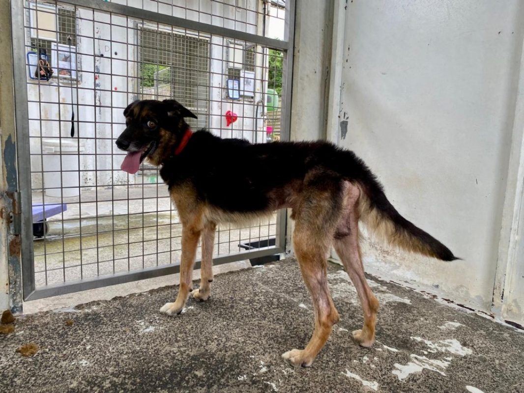 Tito - Chien à adopter