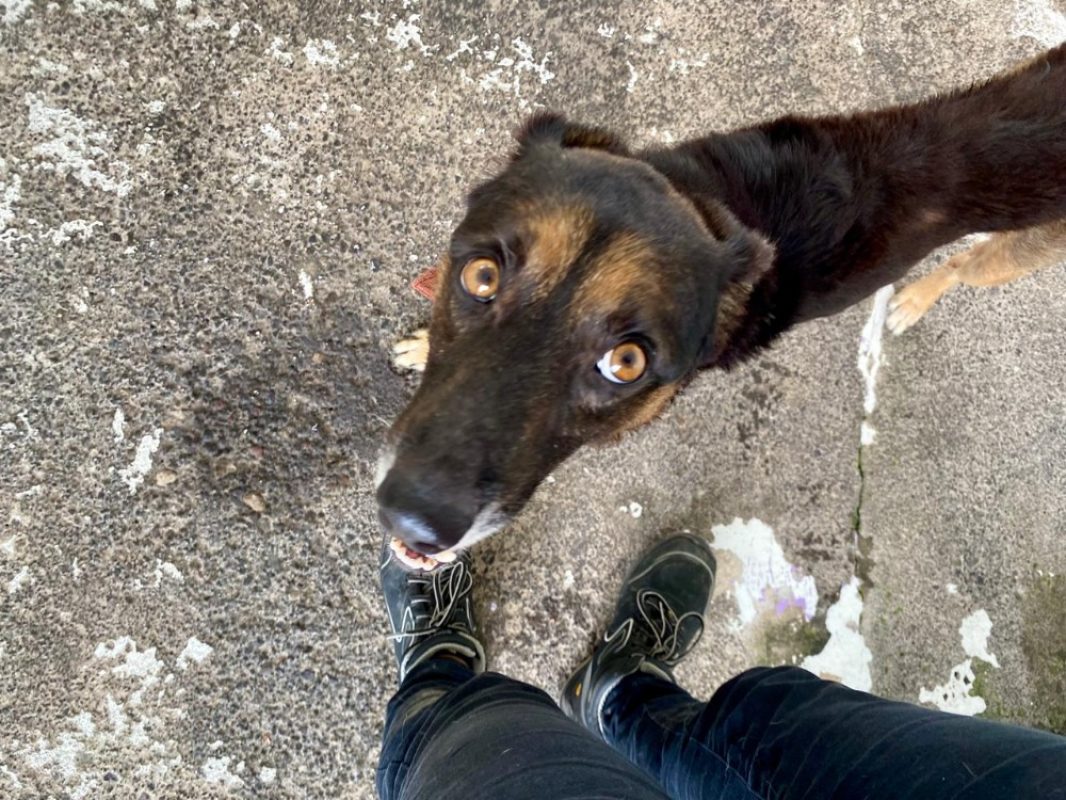 Tito - Chien à adopter - photo 2