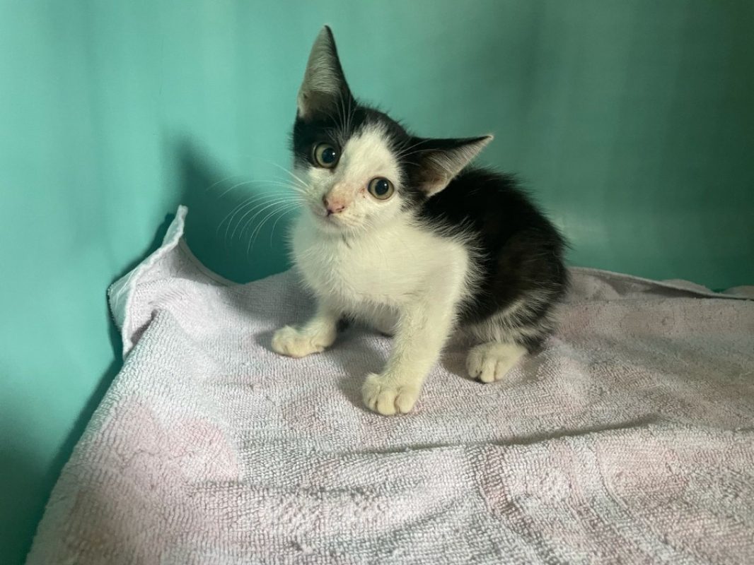 Pettigrow - Chat Européen à adopter