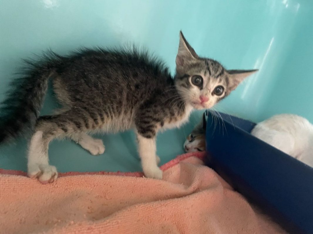 Jedusor - Chat Européen à adopter