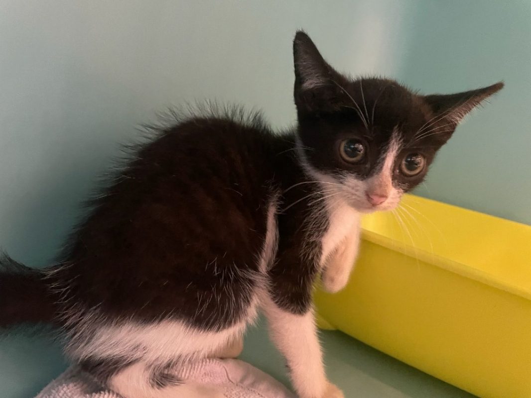 Glouss - Chat Européen à adopter