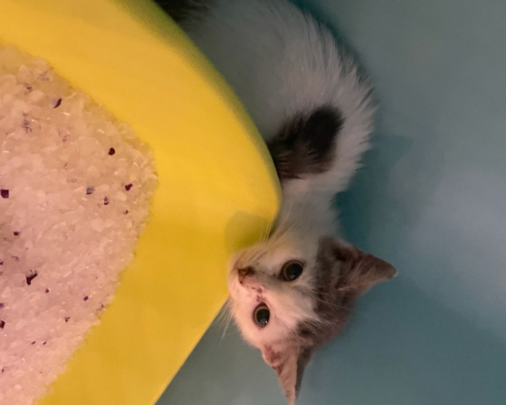 Photo de Petunia
