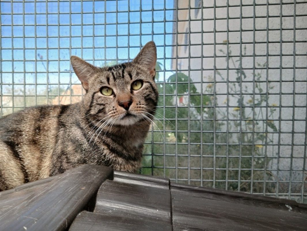 Bali - Chat Européen à adopter