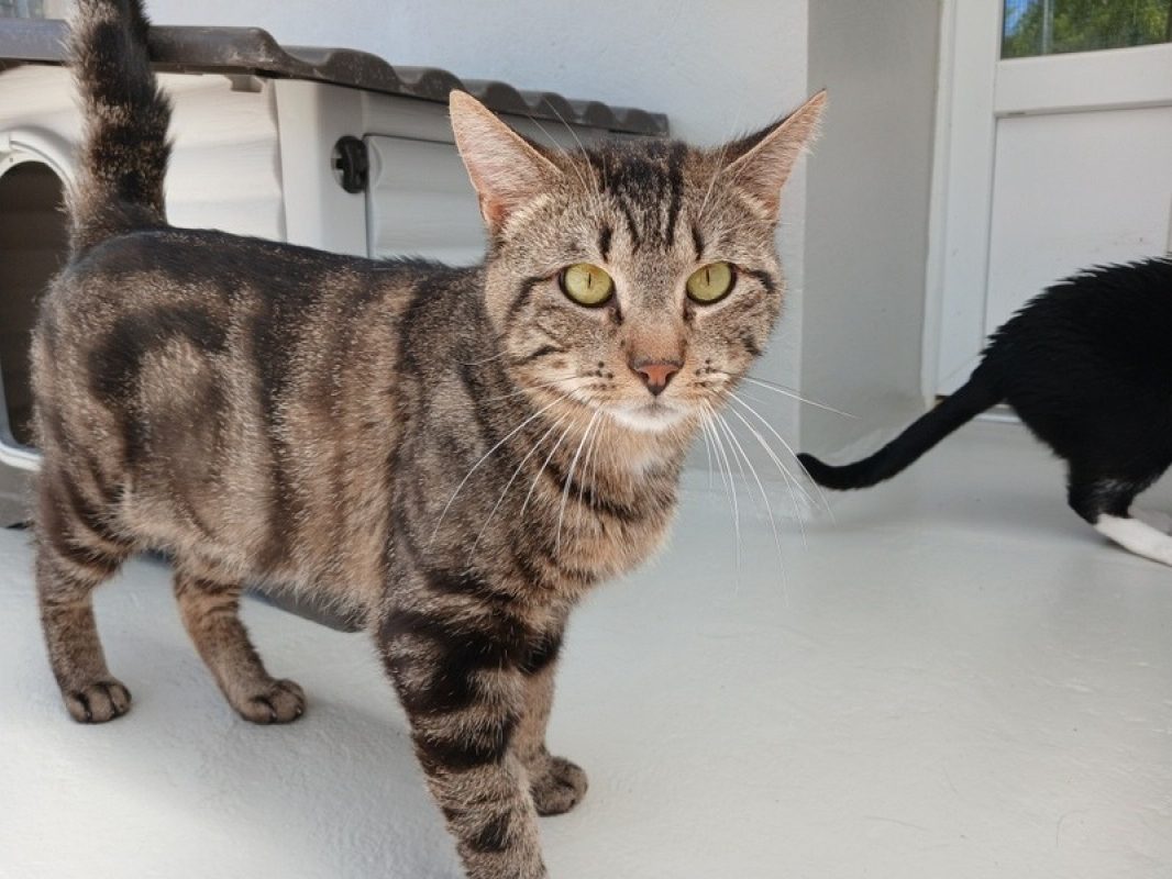 Bali - Chat Européen à adopter - photo 3