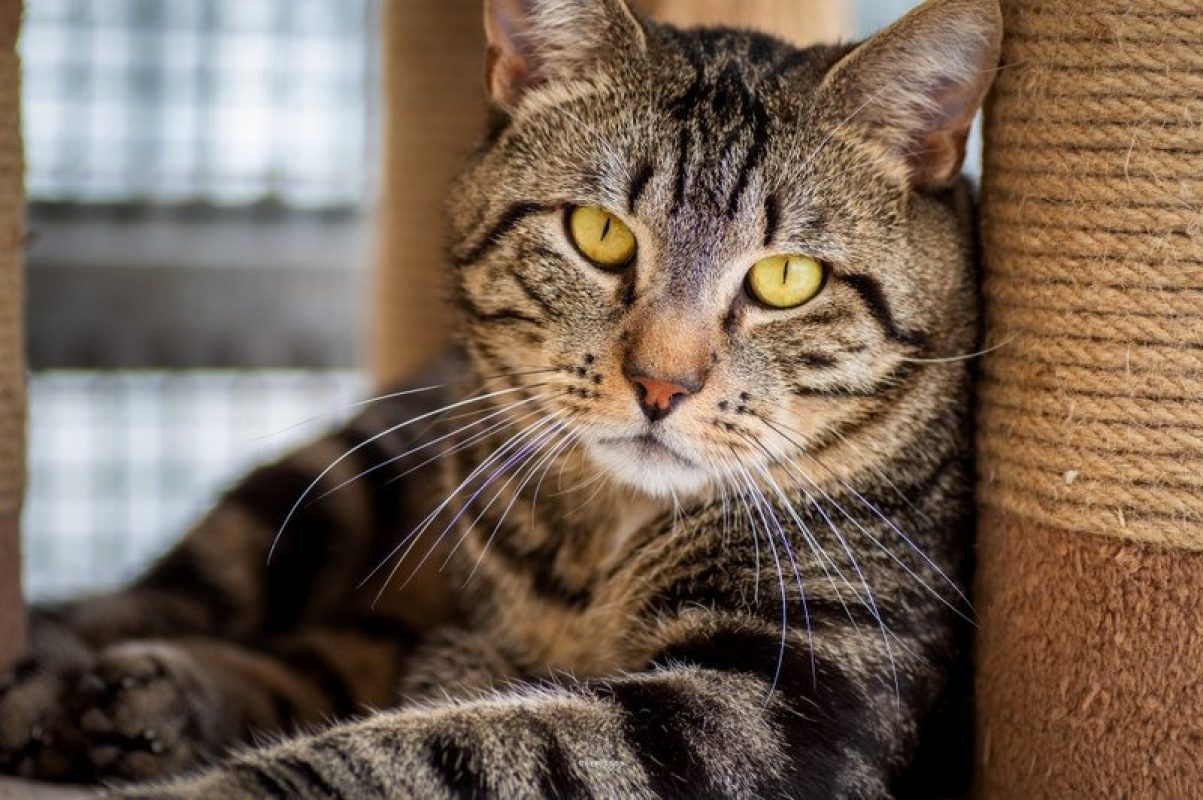 Bali - Chat Européen à adopter
