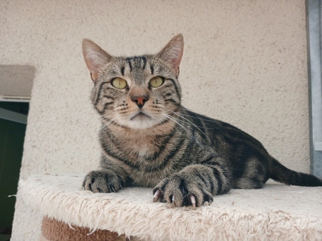 Bali - Chat Européen à adopter - photo 2