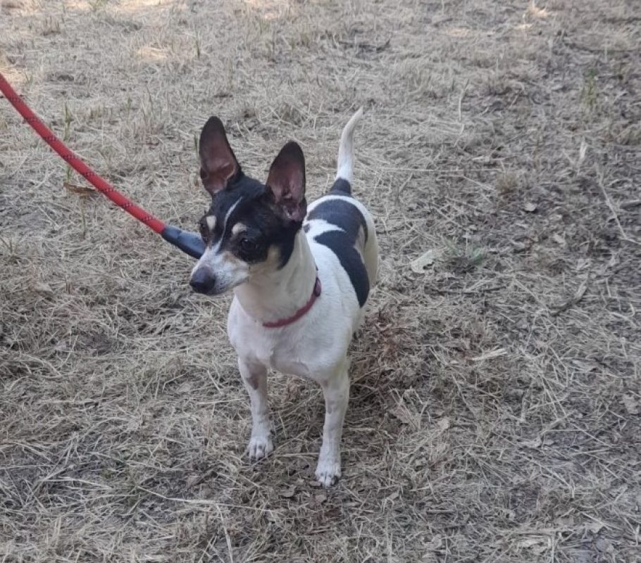 Myrabelle - Chien Ratier pragois à adopter