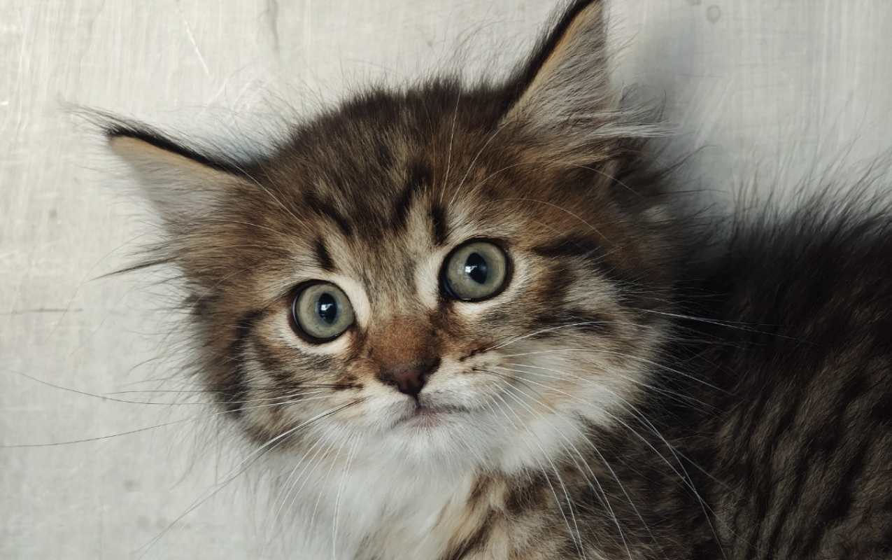 Photo de Dahlia