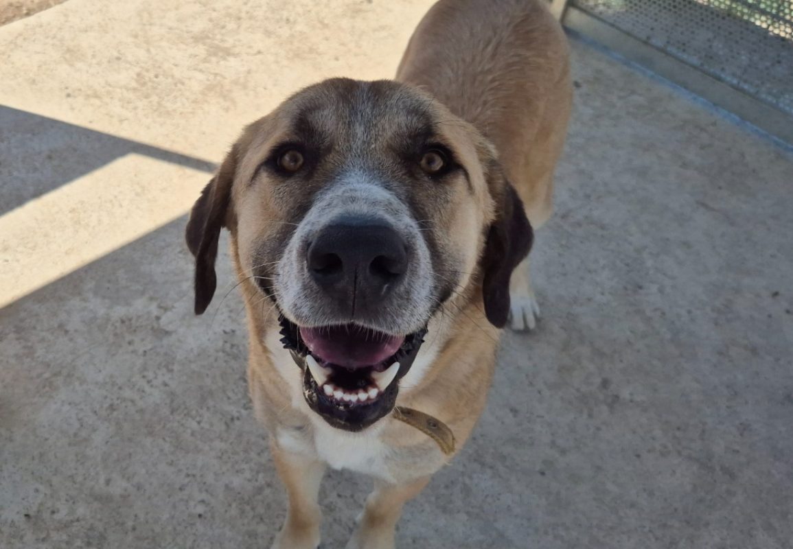 Manny - Chien Berger d'Anatolie à adopter