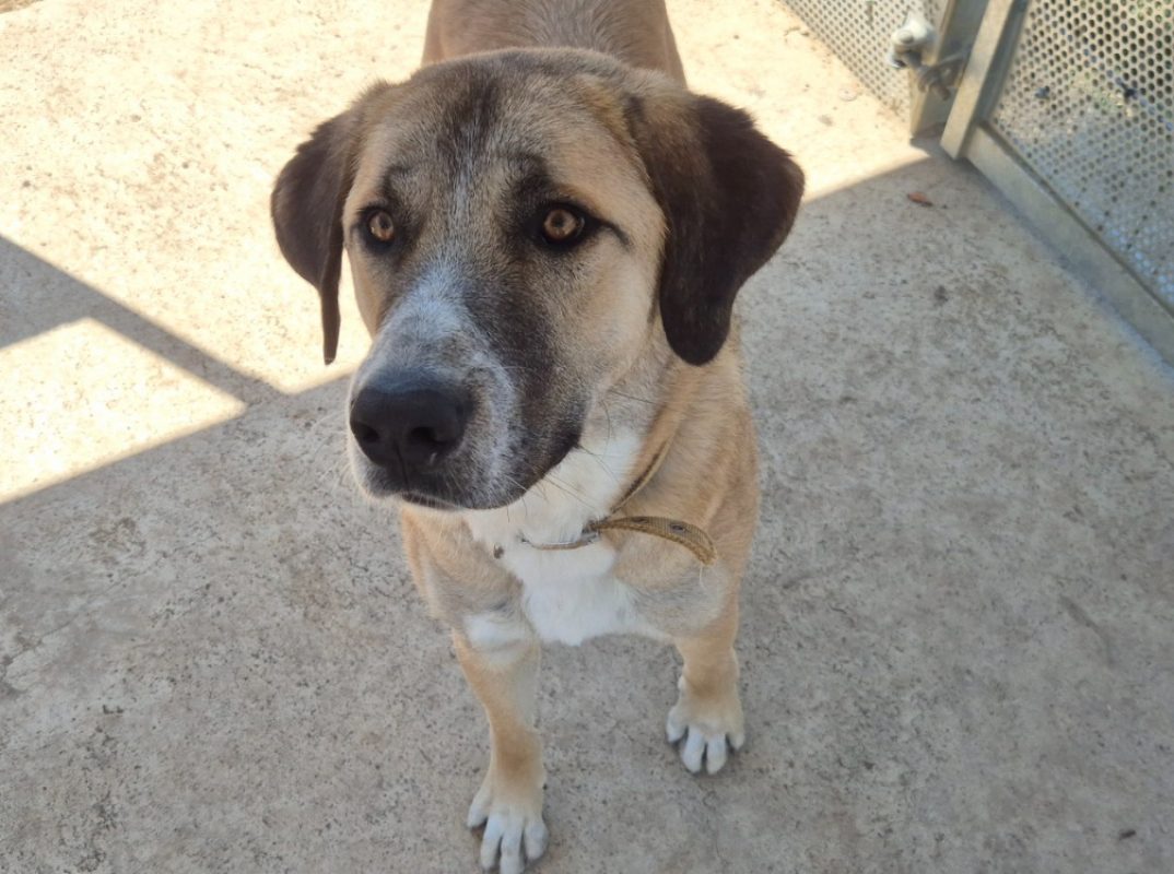Manny - Chien Berger d'Anatolie à adopter - photo 2