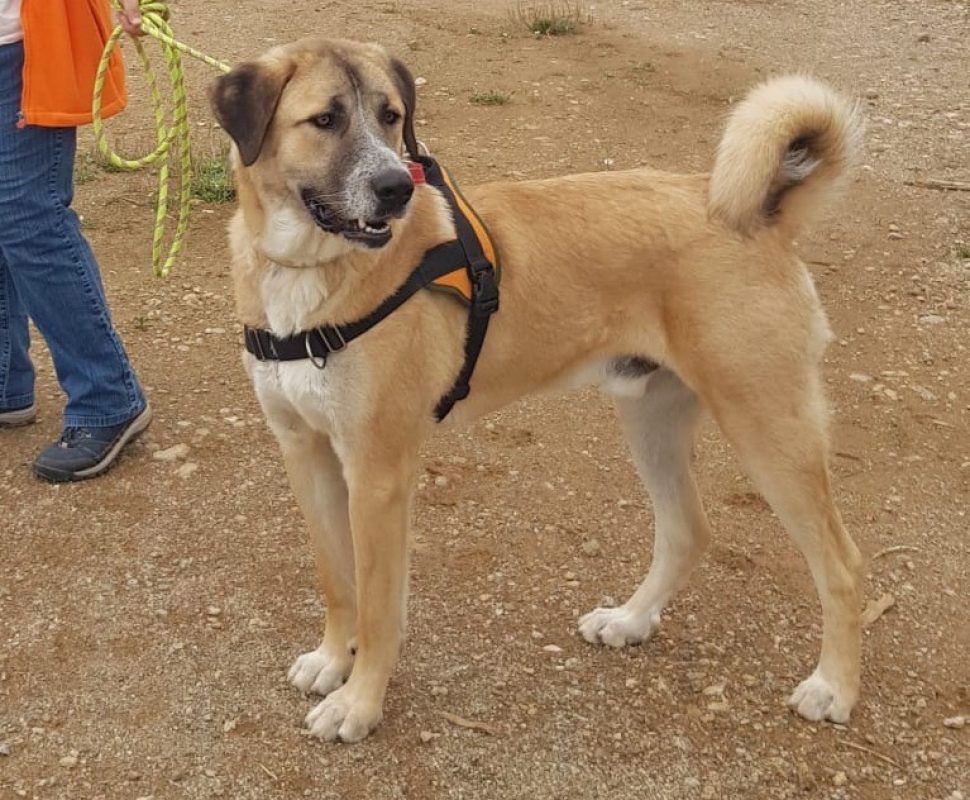 Manny - Chien Berger d'Anatolie à adopter - photo 3