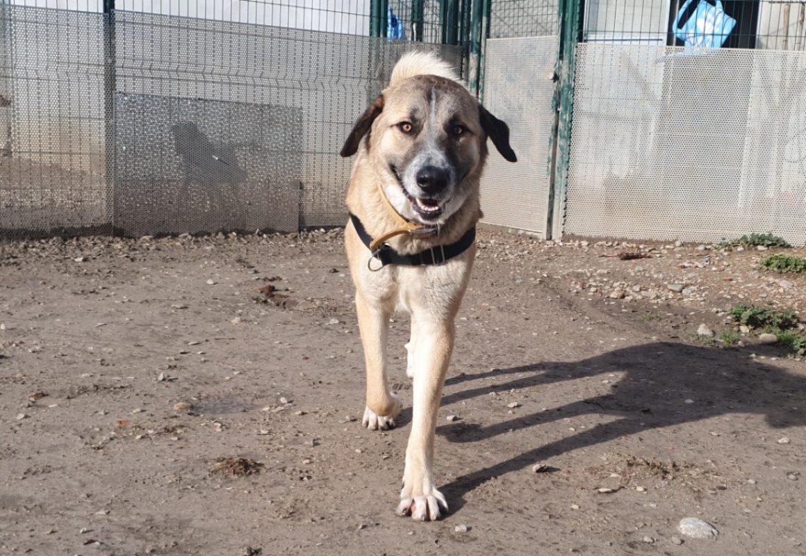 Manny - Chien Berger d'Anatolie à adopter - photo 4