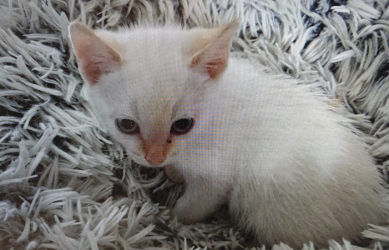Photo de Milo