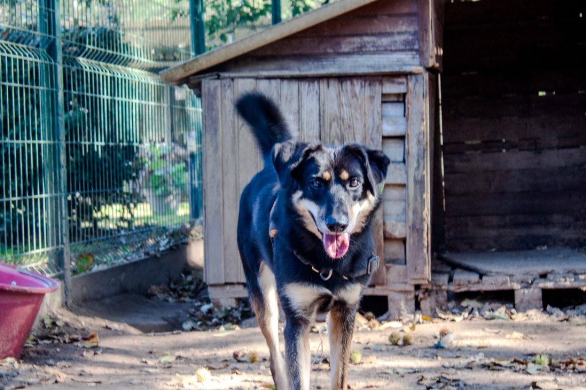 Vaya - Chien Berger à adopter