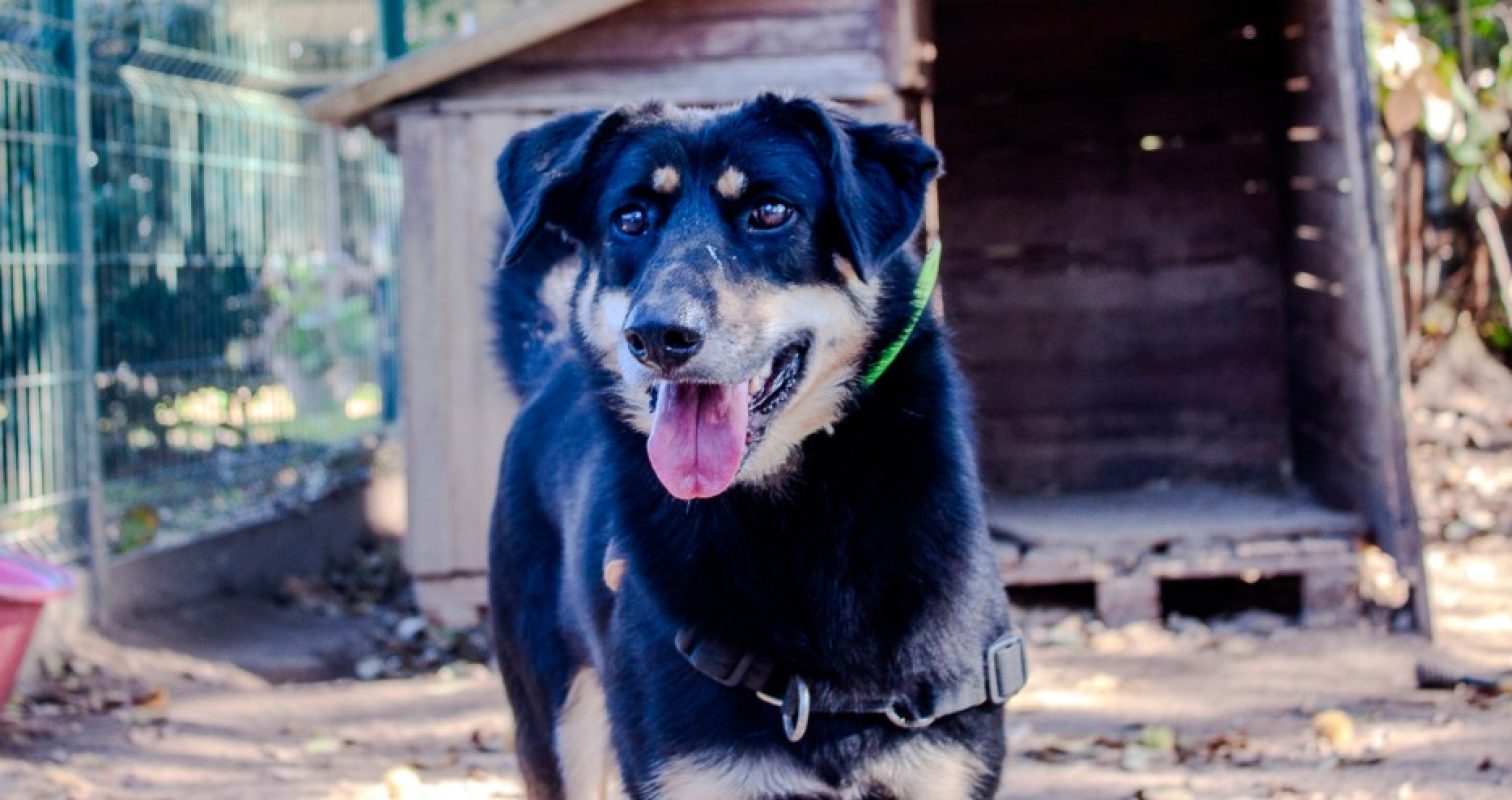 Vaya - Chien Berger à adopter - photo 2
