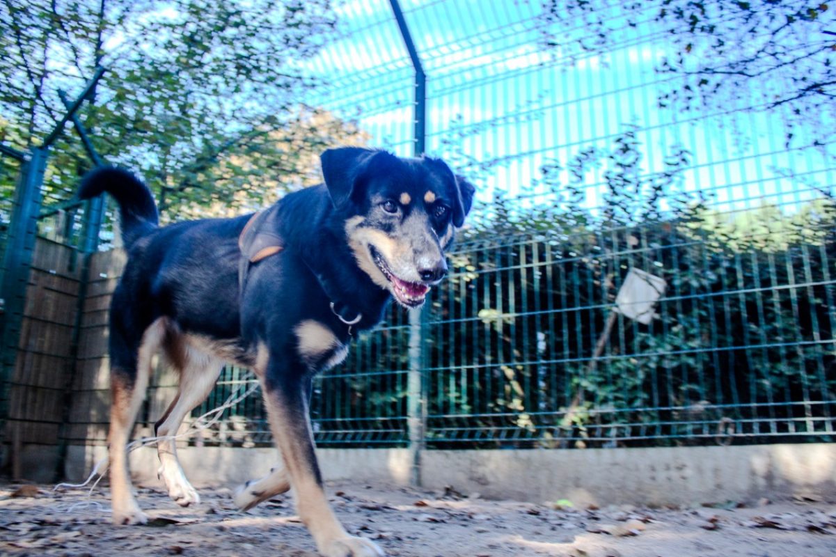 Vaya - Chien Berger à adopter - photo 4