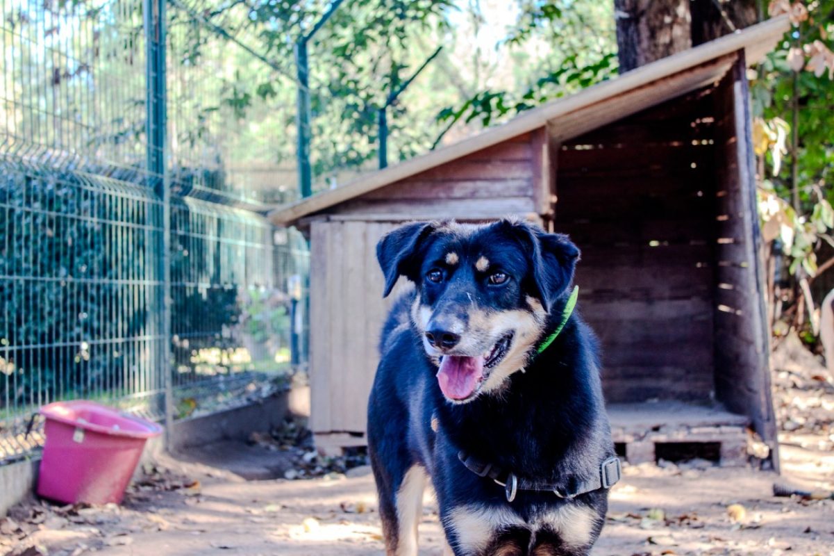 Vaya - Chien Berger à adopter - photo 5