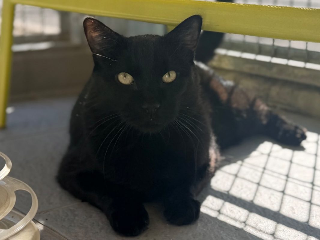 Blacky - Chat Européen à adopter