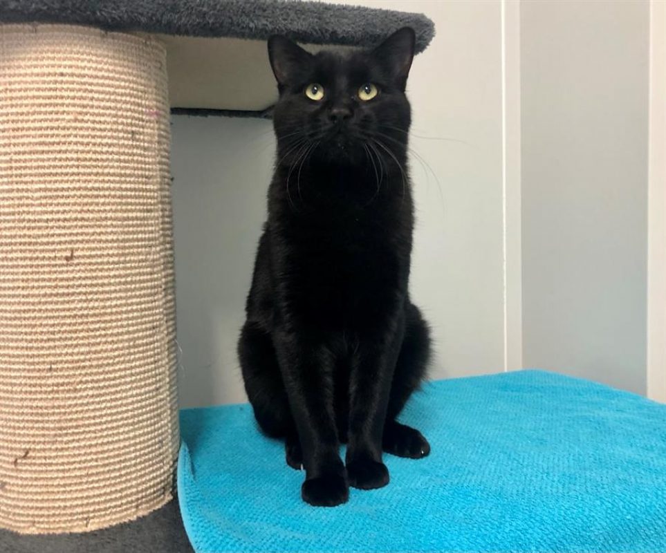 Blacky - Chat Européen à adopter - photo 2