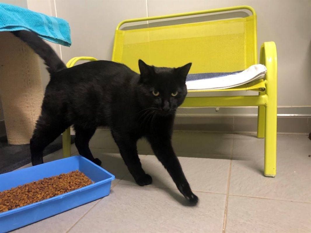 Blacky - Chat Européen à adopter - photo 3