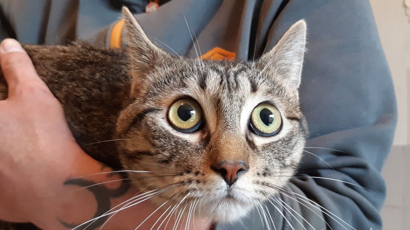 Photo de Féfé