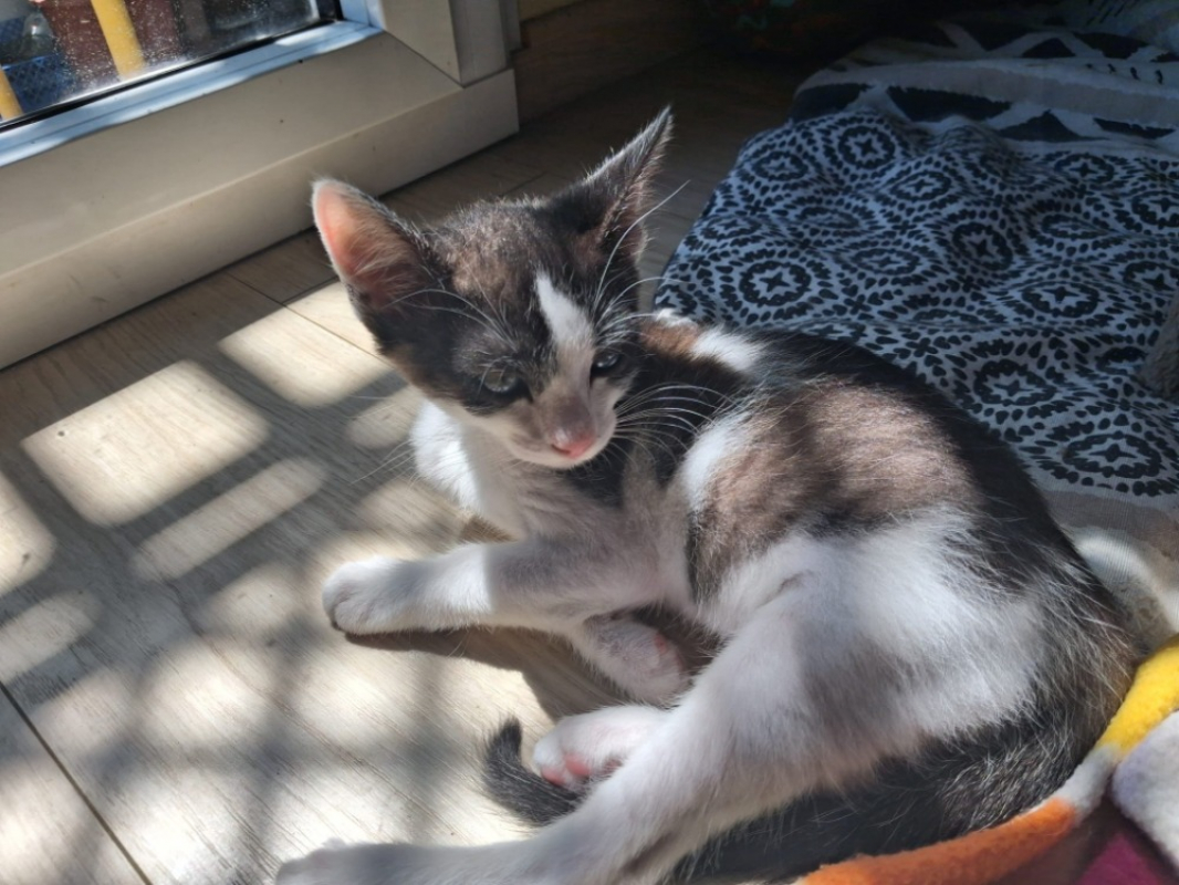 Photo de Gaufrette fiv+