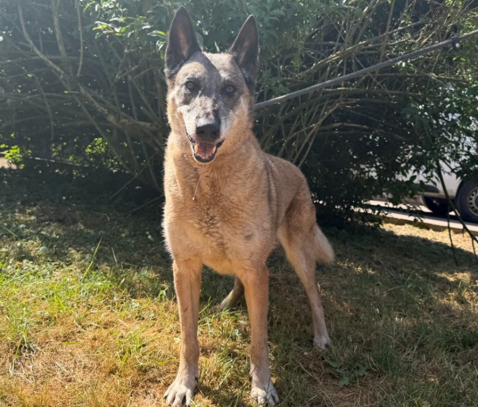 Kesta - Chien Berger Belge Malinois à adopter