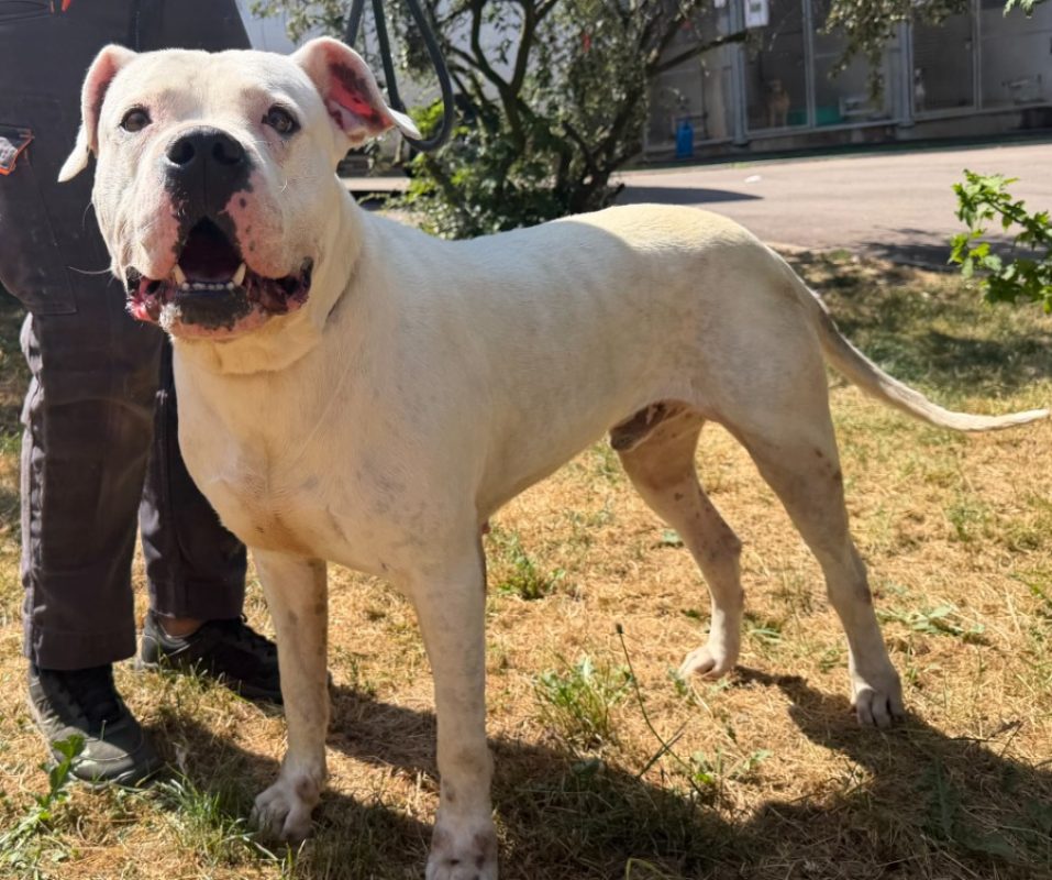 Dani - Chien à adopter