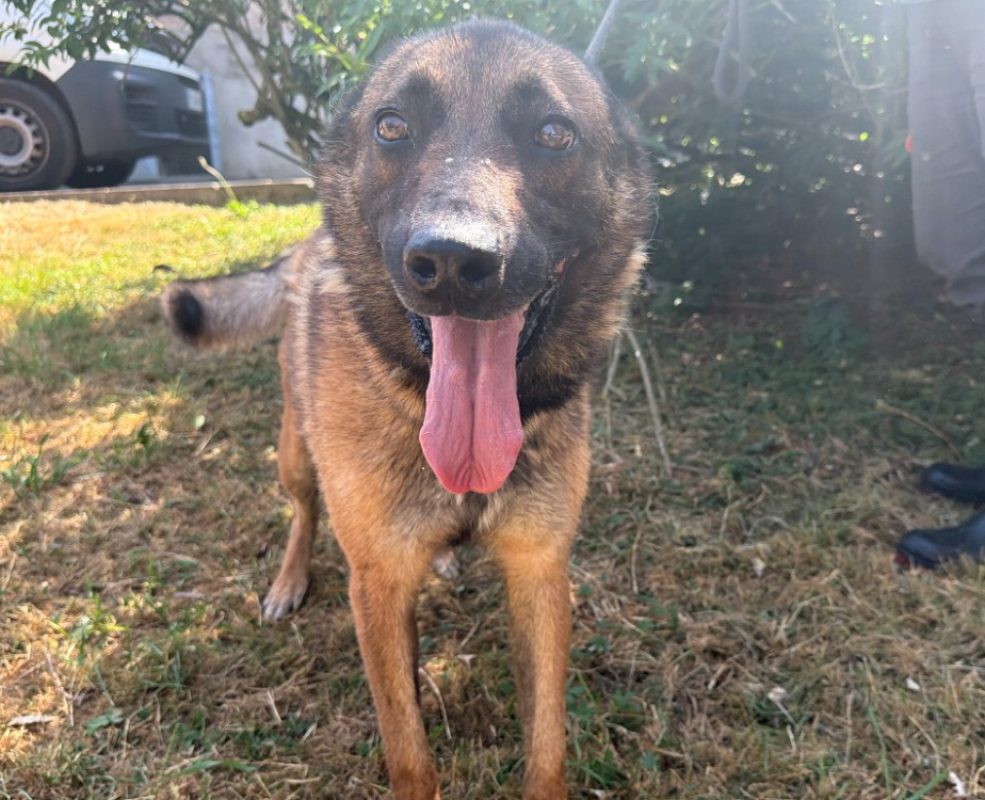 Twist - Chien Berger Belge Malinois à adopter