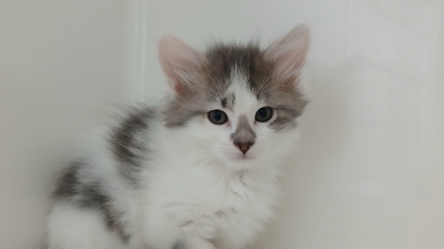 Photo de Karyo