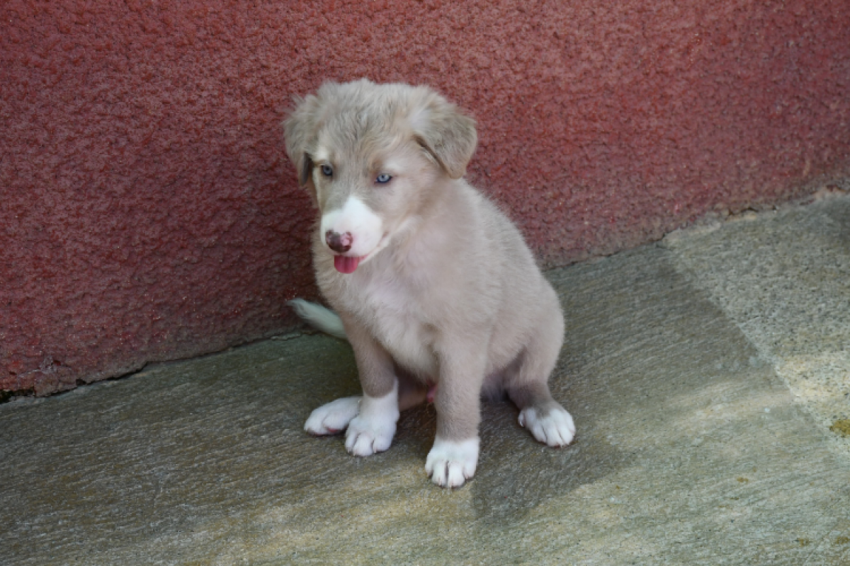 Photo #2 de Haku