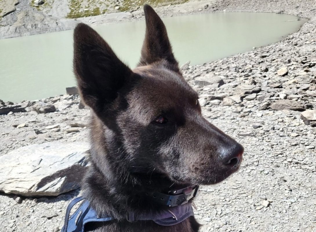 Darkos - Chien à adopter