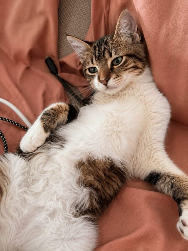 BARNABÉ - Chat à adopter - photo 6