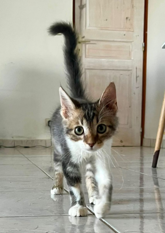 Photo #2 de BARNABÉ