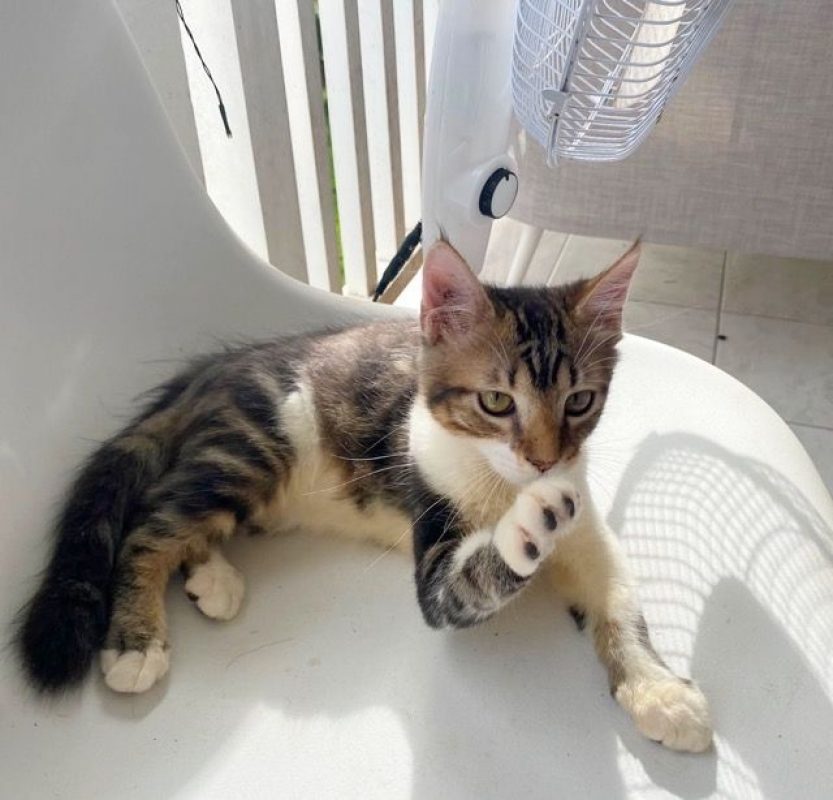 BARNABÉ - Chat à adopter - photo 2