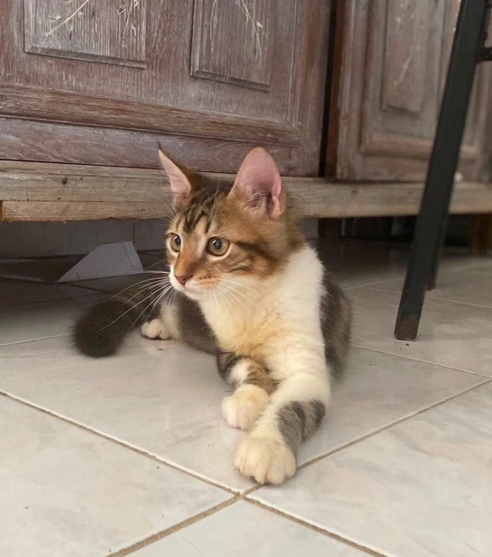 BARNABÉ - Chat à adopter - photo 3