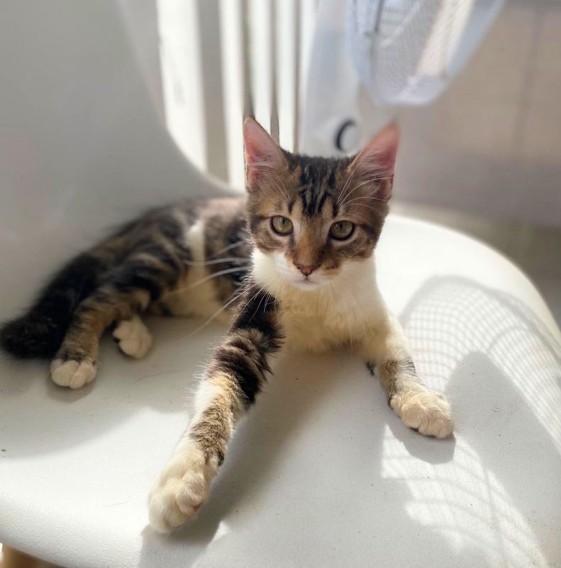 BARNABÉ - Chat à adopter - photo 5