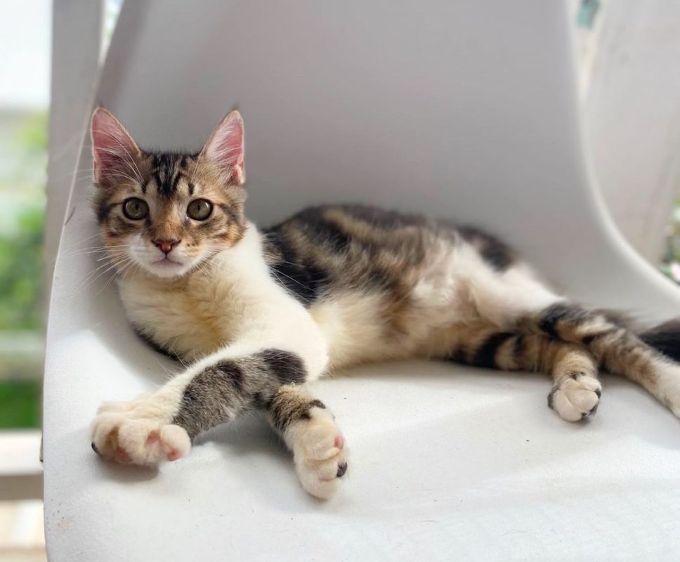 BARNABÉ - Chat à adopter