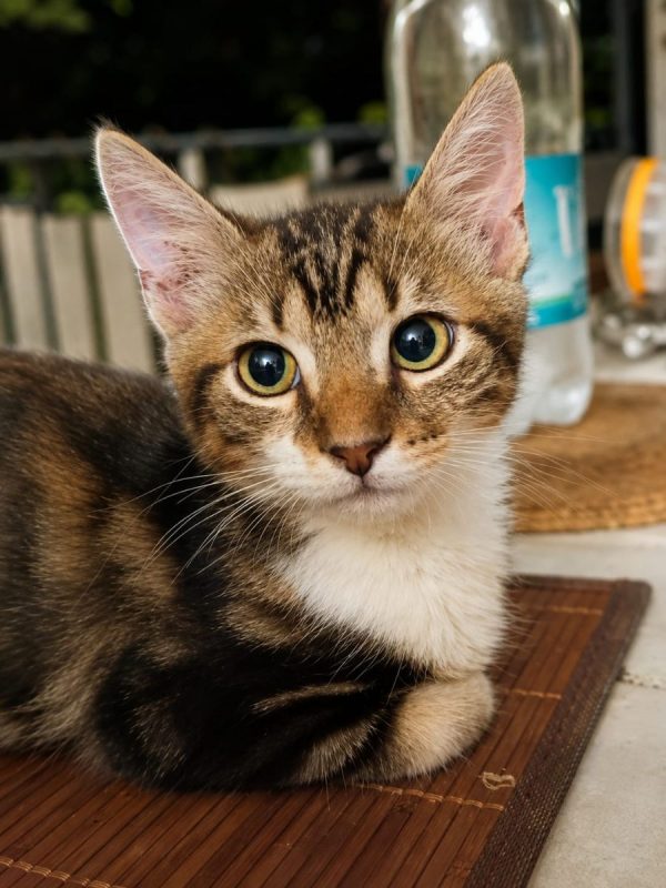 BARNABÉ - Chat à adopter - photo 4